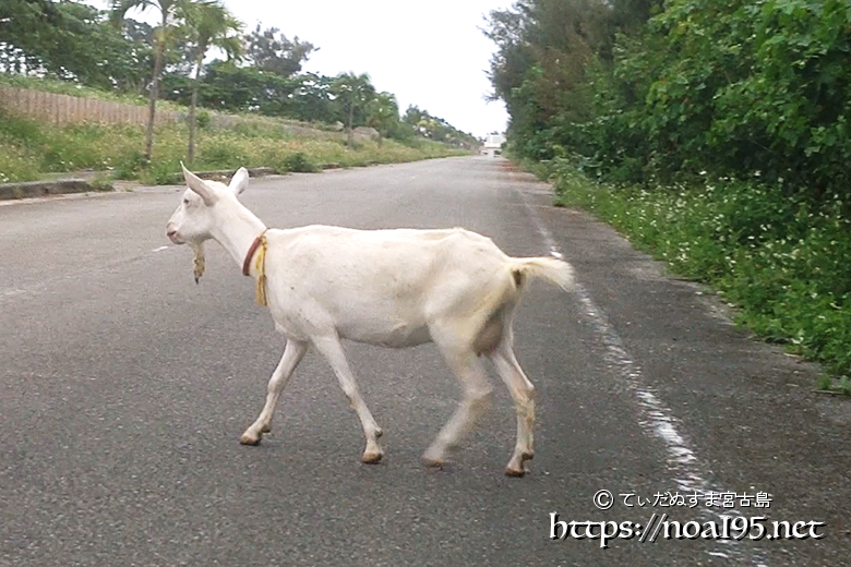 道路を横断するヤギ