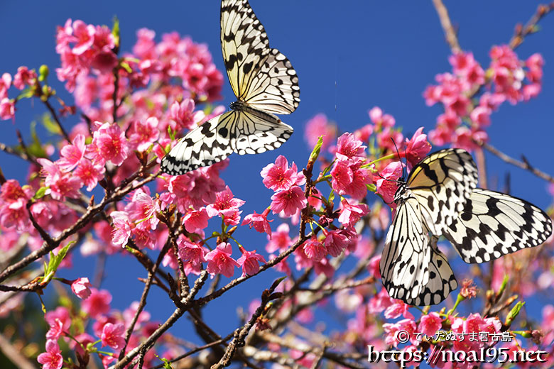 寒緋桜の周りを飛び交うオオゴマダラ