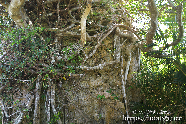 岩に絡みつくガジュマルの根-大神島