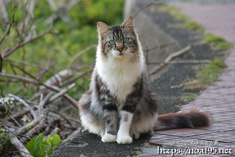 路地にいた気品漂う島猫-佐良浜集落