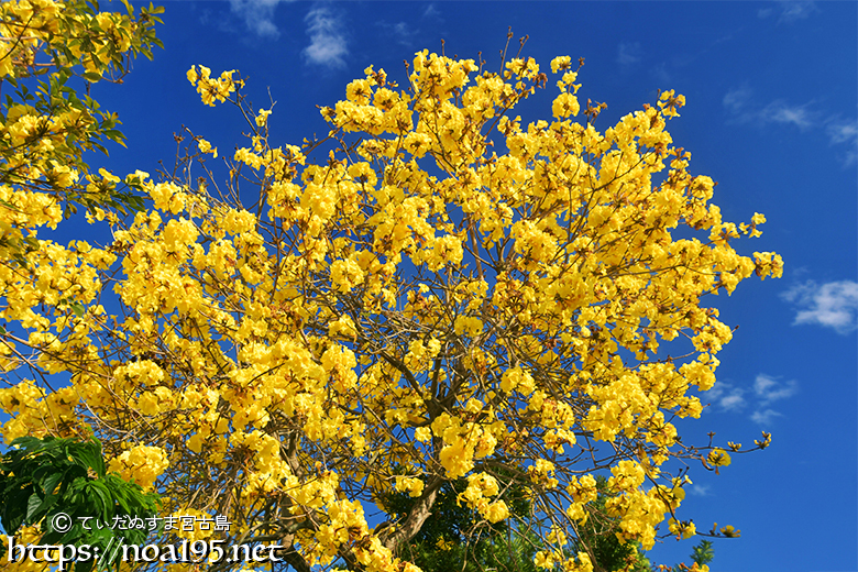 青空と咲き乱れる豪華なイッペーの花々