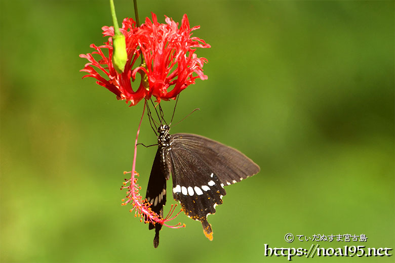 風鈴ブッソウゲにとまる蝶