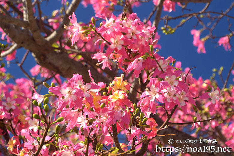 満開のトックリキワタ-旧水道庁舎