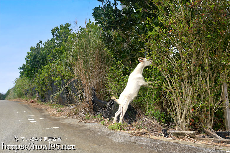 小屋を抜け出して外食中のヤギ