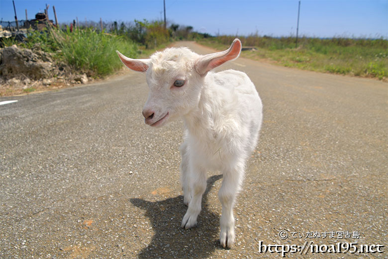 脱走中の人懐っこい子ヤギ