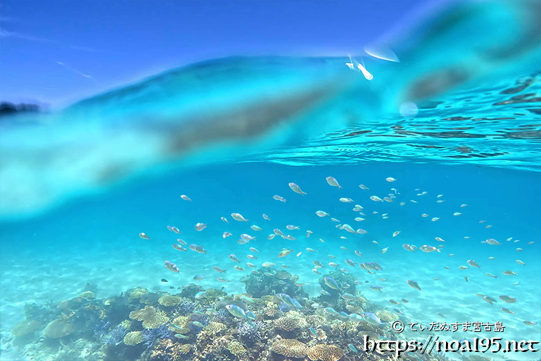 青い波とサンゴに群れるスズメダイ-西表島