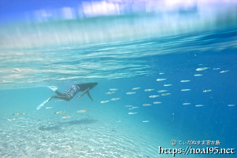 ビーチの浅瀬を横切るキビナゴの群れ-西表島