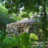 亜熱帯の植物と遺跡