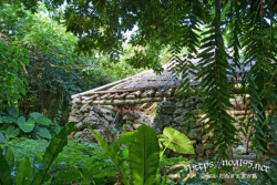 亜熱帯の植物と遺跡