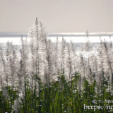 銀色に輝くさとうきびの穂