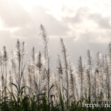 銀色に輝くサトウキビの穂