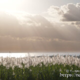 光のシャワーと輝くサトウキビの穂