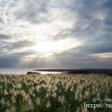 光のシャワーと輝くサトウキビの穂