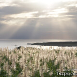 光のシャワーと輝くサトウキビの穂
