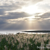 光のシャワーと輝くサトウキビの穂