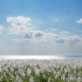 銀色に輝く冬のさとうきび畑