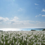 銀色に輝く冬のさとうきび畑