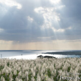 光のシャワーと輝くサトウキビの穂