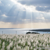 光のシャワーと輝くサトウキビの穂