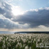 光のシャワーと輝くサトウキビの穂