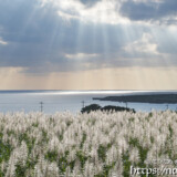 光のシャワーと輝くサトウキビの穂