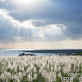光のシャワーと輝くサトウキビの穂