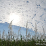 うろこ雲とサトウキビの穂