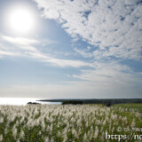 うろこ雲と輝くさとうきびの穂