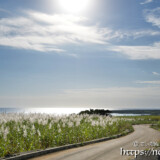 冬のサトウキビ畑