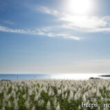 太陽と銀色に輝くサトウキビ畑