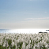 銀色に輝くサトウキビ畑