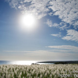 太陽と銀色に輝くサトウキビ畑