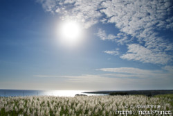 太陽と銀色に輝くサトウキビ畑