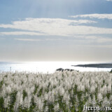 銀色に輝くサトウキビの穂
