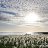 うろこ雲と輝くさとうきびの穂