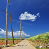 サトウキビ畑と海に続く道