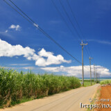 さとうきび畑と海へ続く道