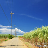 サトウキビ畑と海に続く道