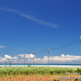 サトウキビ畑の中の一本道