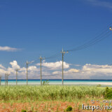 サトウキビ畑の中の一本道