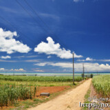 サトウキビ畑と海に続く道