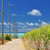 サトウキビ畑と海に続く道