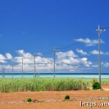 サトウキビ畑の中の一本道