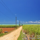 サトウキビ畑と海に続く道