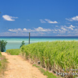 サトウキビ畑の先に広がる海