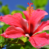 ハイビスカスの花
