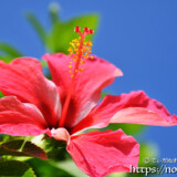 ハイビスカスの花と青空