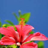 ハイビスカスの花と青空