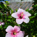 赤瓦屋根の民家とハイビスカスの花