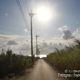 サトウキビ畑の中の一本道と輝く海